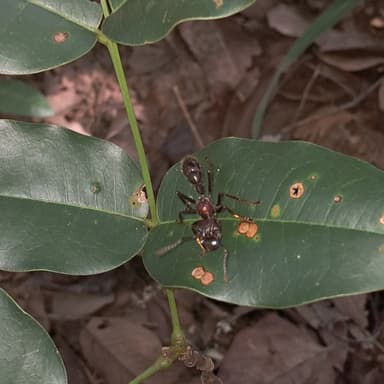 Paraponera clavata photo 138