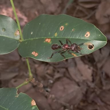 Paraponera clavata photo 139
