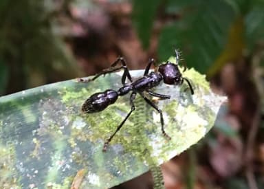 Paraponera clavata photo 140