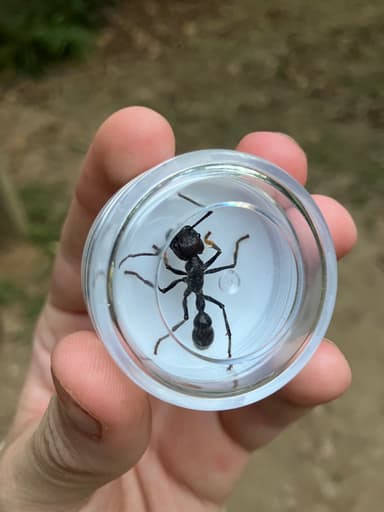 Paraponera clavata photo 141