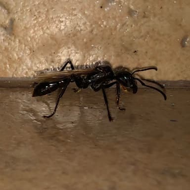 Paraponera clavata photo 143