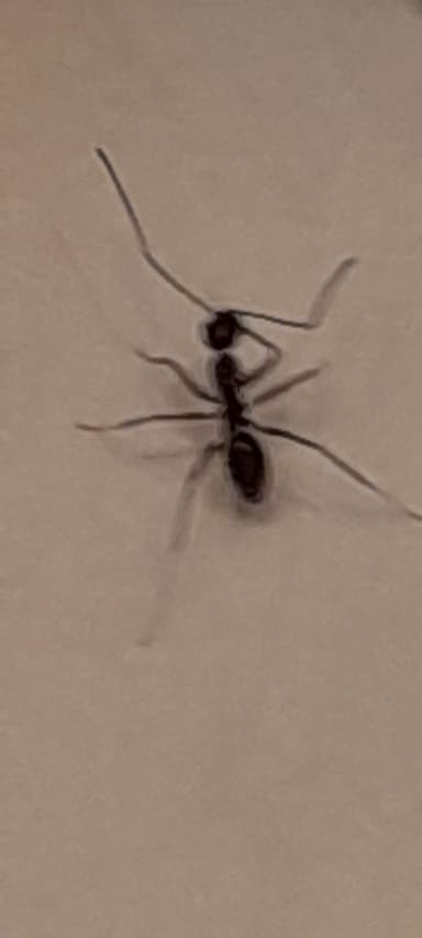 Paratrechina longicornis photo 106