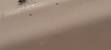Paratrechina longicornis photo 110