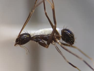 Paratrechina longicornis photo 114