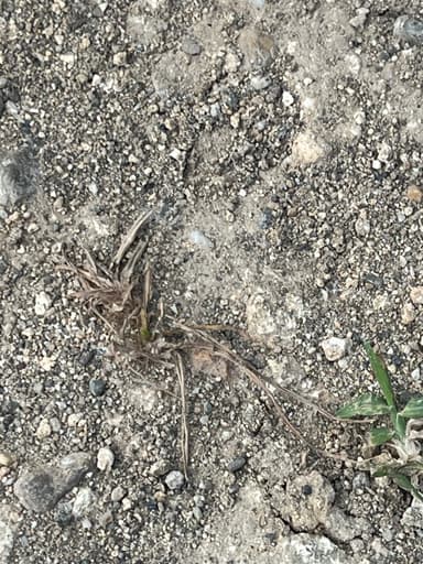 Paratrechina longicornis photo 120