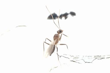 Paratrechina longicornis photo 146