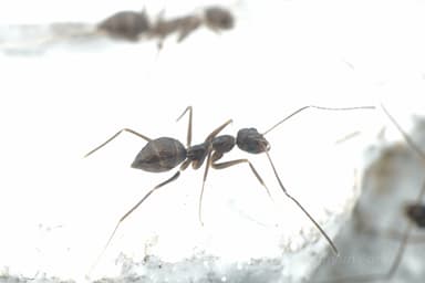 Paratrechina longicornis photo 147