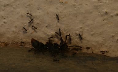 Paratrechina longicornis photo 150