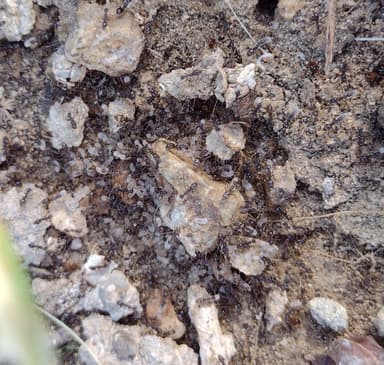 Paratrechina longicornis photo 155