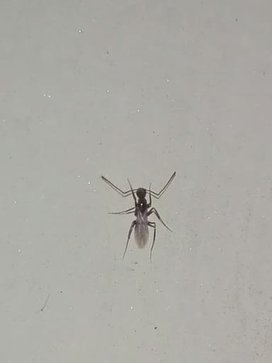 Paratrechina longicornis photo 159