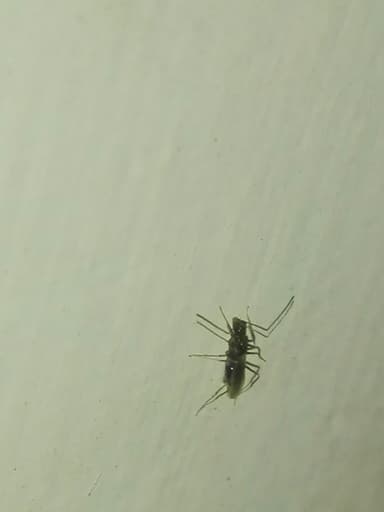 Paratrechina longicornis photo 162