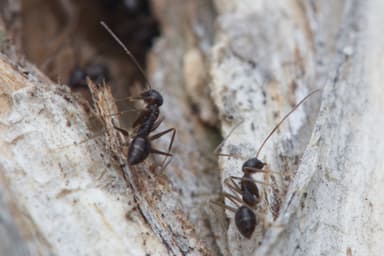 Paratrechina longicornis photo 178