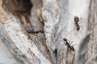 Paratrechina longicornis photo 179