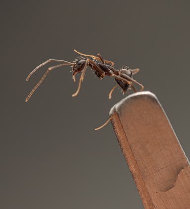 Paratrechina longicornis photo 182