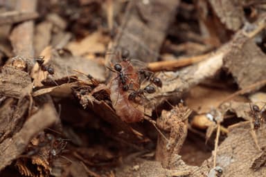 Paratrechina longicornis photo 185