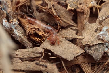 Paratrechina longicornis photo 187