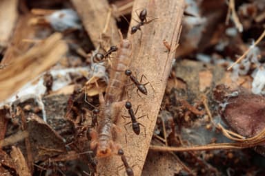Paratrechina longicornis photo 193