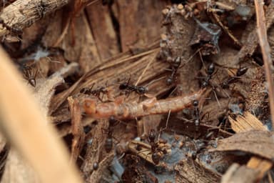 Paratrechina longicornis photo 194