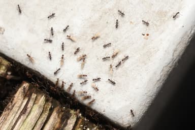 Paratrechina longicornis photo 198