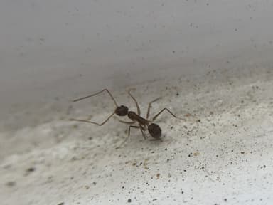 Paratrechina longicornis photo 204