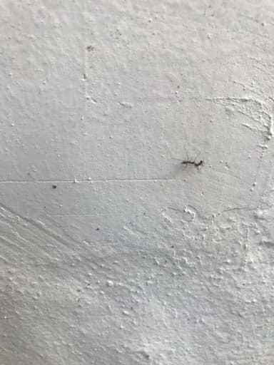 Paratrechina longicornis photo 211
