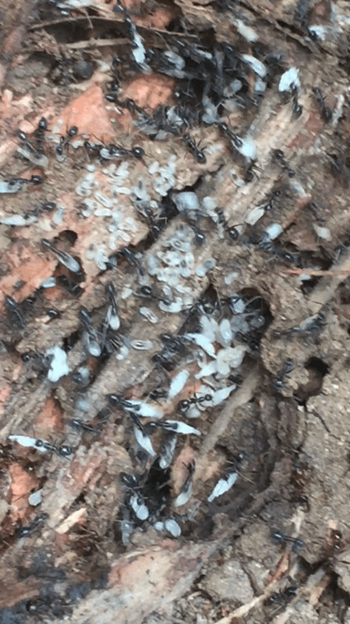 Paratrechina longicornis photo 213