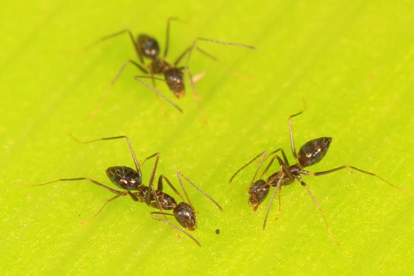 Paratrechina longicornis photo 1