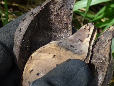 Paratrechina longicornis photo 2