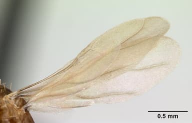 Paratrechina longicornis — queen photo 7