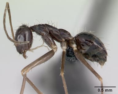 Paratrechina longicornis — queen photo 8