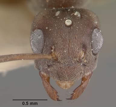 Paratrechina longicornis — queen photo 10