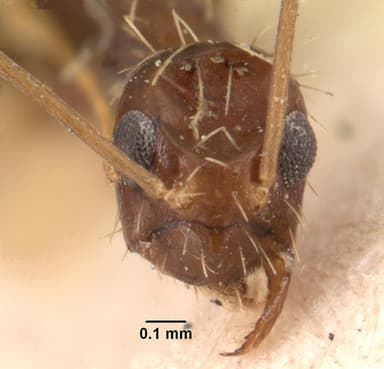 Paratrechina longicornis — queen photo 11