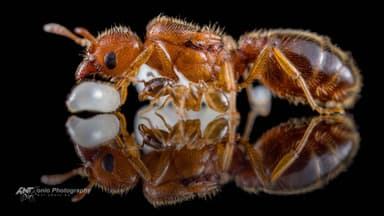 Pheidole bicarinata photo 1