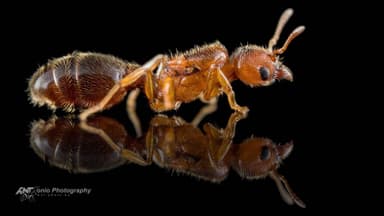 Pheidole bicarinata — queen photo 2