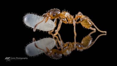 Pheidole bicarinata — worker photo 3