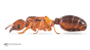 Pheidole bicarinata photo 4