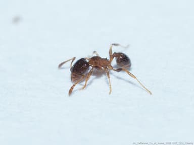 Pheidole bicarinata photo 29
