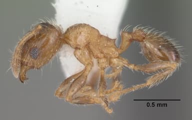 Pheidole bicarinata — queen photo 6