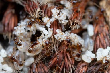 Pheidole californica photo 14