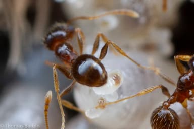 Pheidole californica photo 16