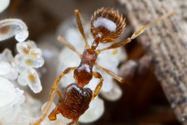 Pheidole californica photo 17