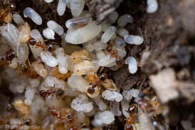 Pheidole californica photo 19