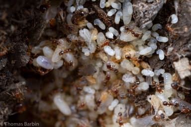 Pheidole californica photo 20
