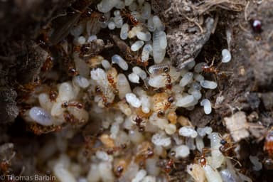 Pheidole californica photo 21