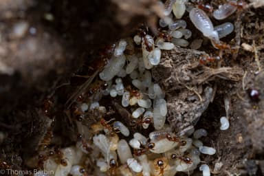 Pheidole californica photo 22