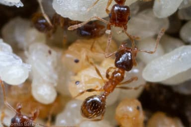 Pheidole californica photo 23