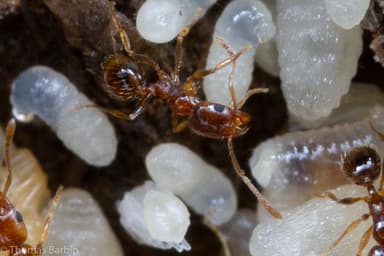Pheidole californica photo 24