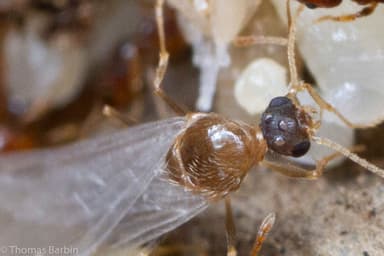 Pheidole californica photo 25