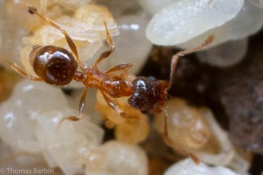 Pheidole californica photo 26
