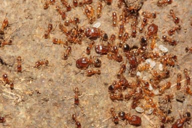 Pheidole californica photo 27